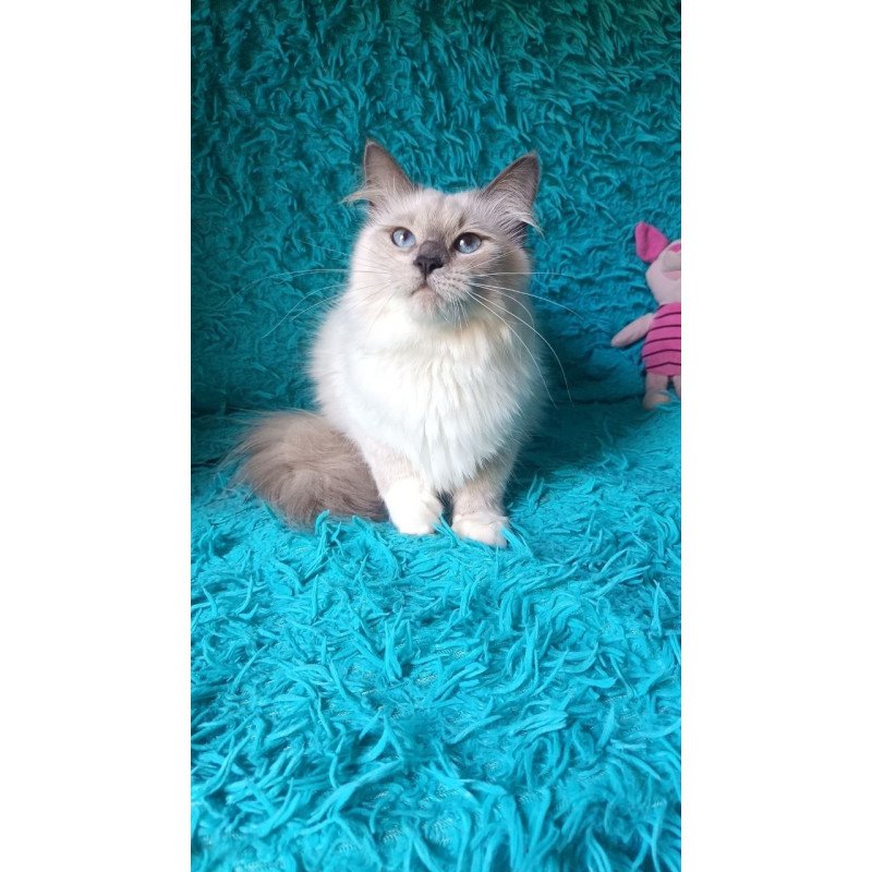 Siberian REZ Thea
