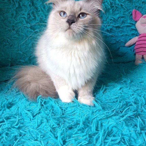 Siberian REZ Thea