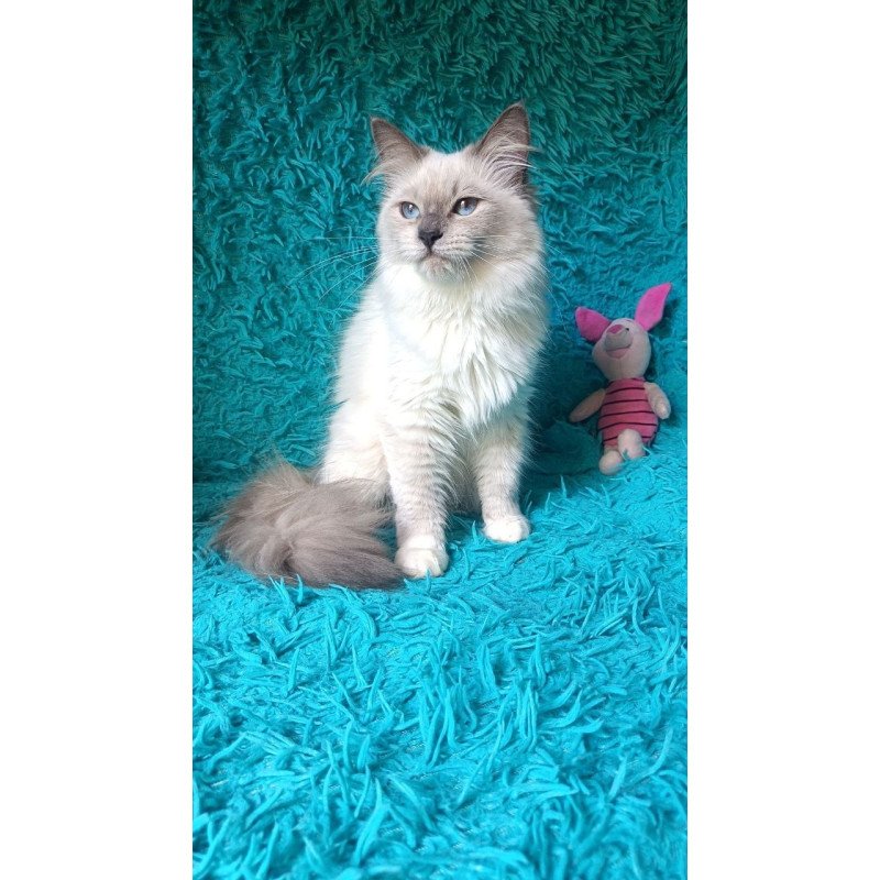 Siberian REZ Thea