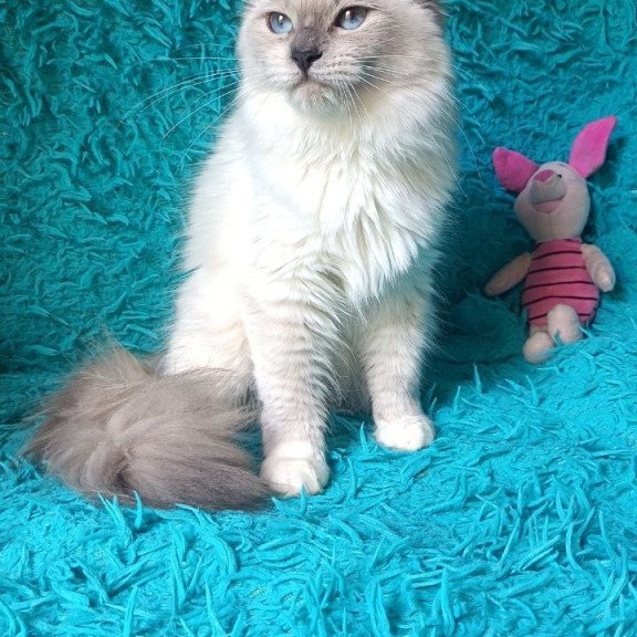 Siberian REZ Thea