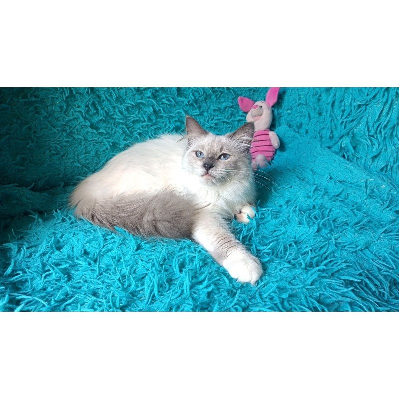 Siberian REZ Thea