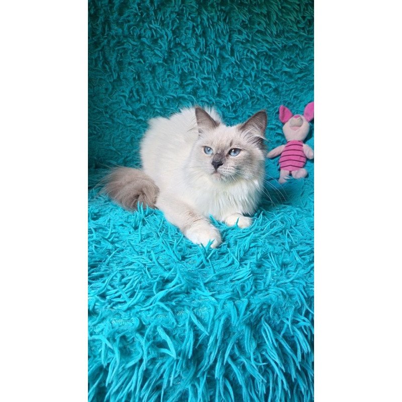 Siberian REZ Thea