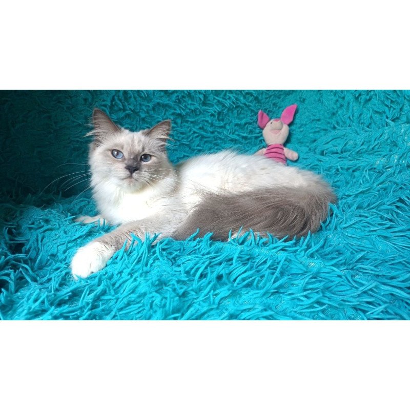 Siberian REZ Thea