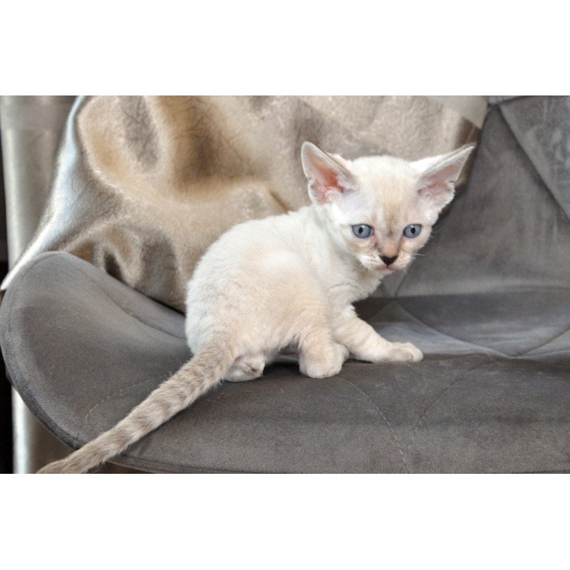 Devon Rex NOV Alex