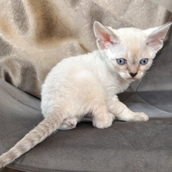 Devon Rex NOV Alex