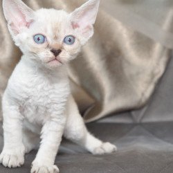 Devon Rex NOV Alex