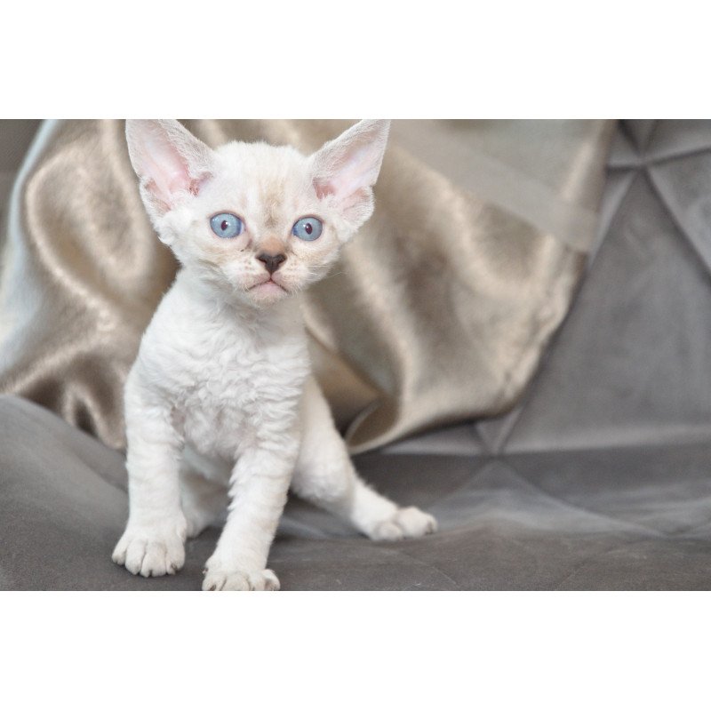Devon Rex NOV Alex