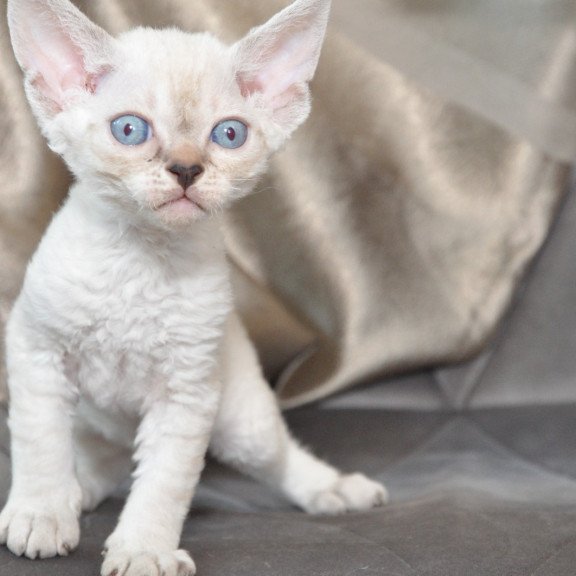 Devon Rex NOV Alex