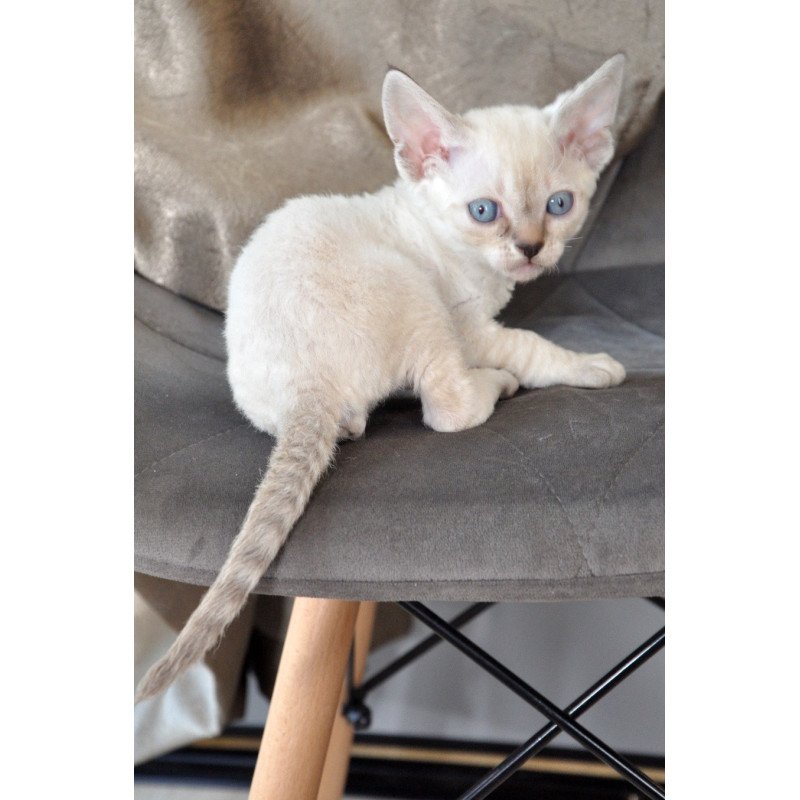 Devon Rex NOV Alex