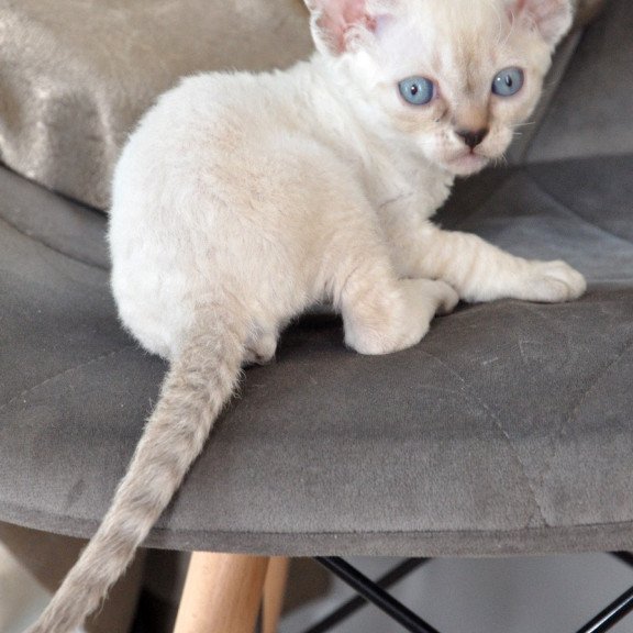 Devon Rex NOV Alex