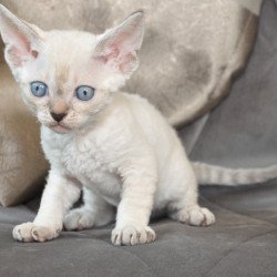 Devon Rex NOV Alex