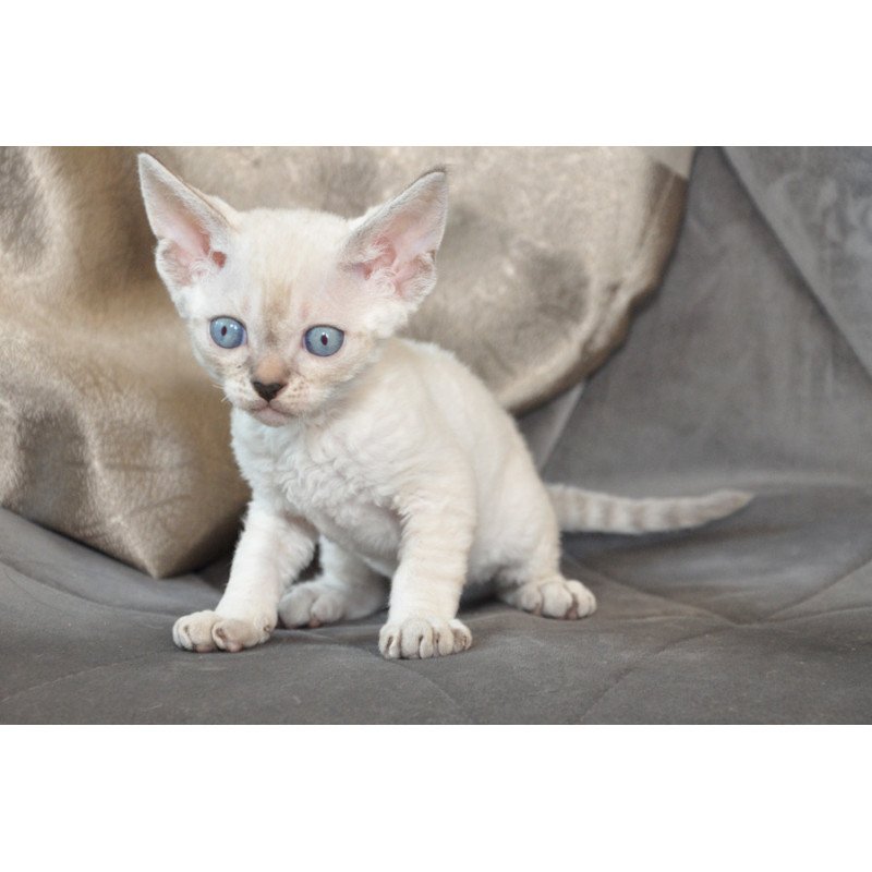 Devon Rex NOV Alex