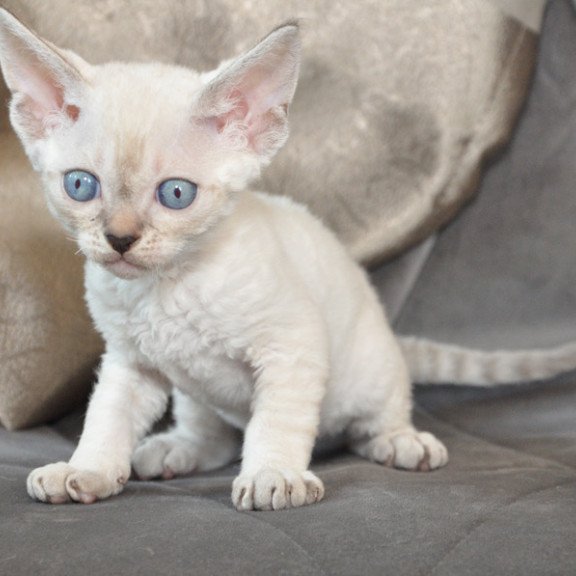 Devon Rex NOV Alex