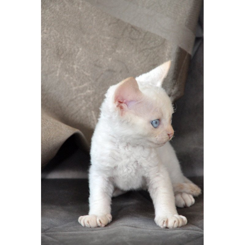 Devon Rex NOV Ace