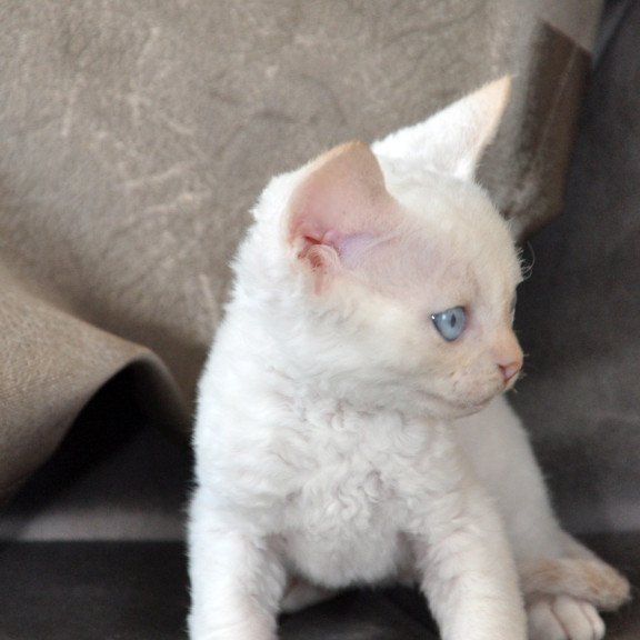 Devon Rex NOV Ace
