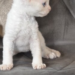 Devon Rex NOV Ace