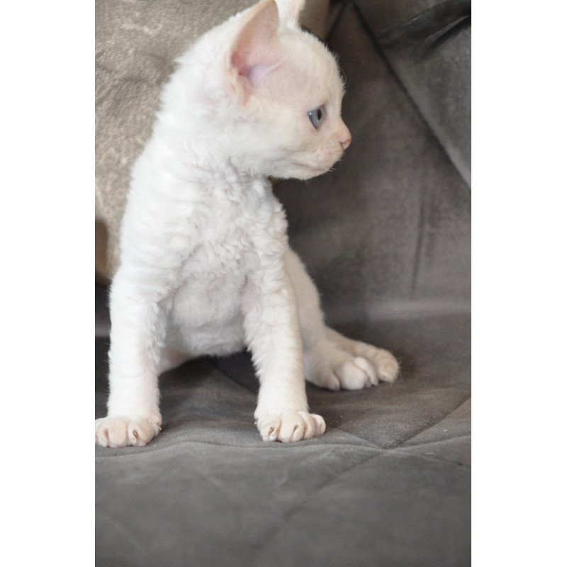 Devon Rex NOV Ace
