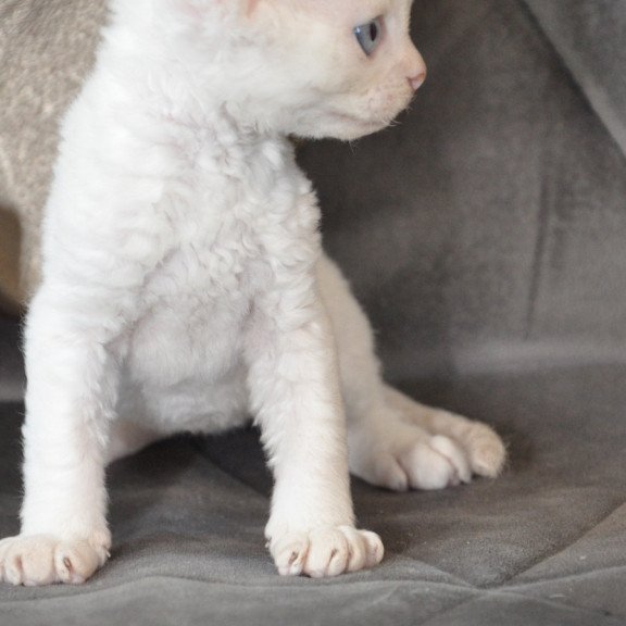 Devon Rex NOV Ace