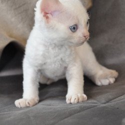 Devon Rex NOV Ace