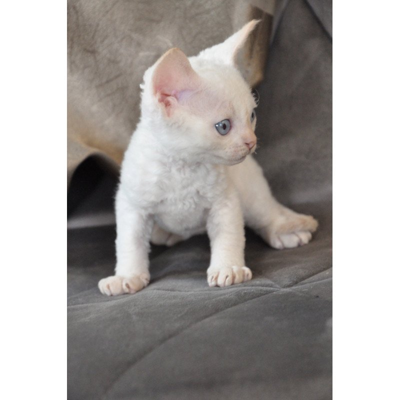 Devon Rex NOV Ace