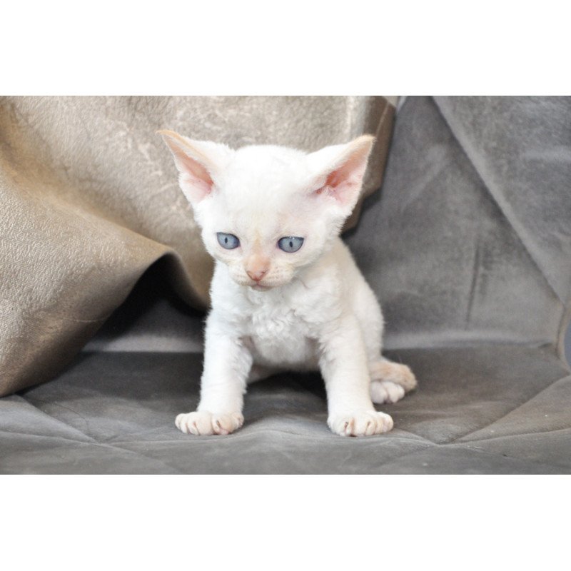Devon Rex NOV Ace