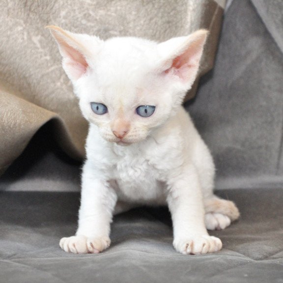 Devon Rex NOV Ace