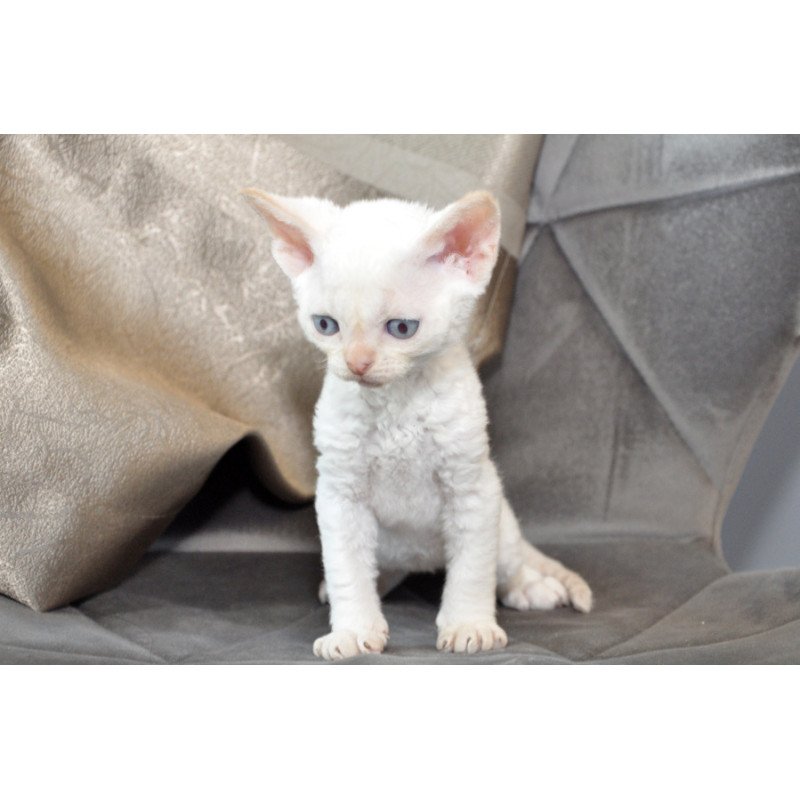 Devon Rex NOV Ace