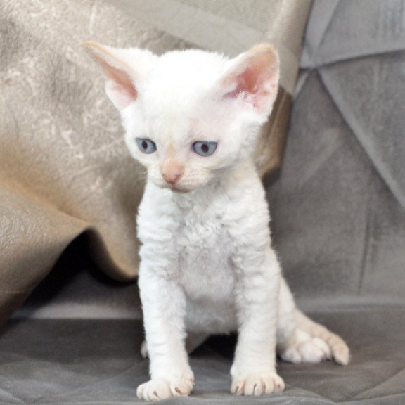 Devon Rex NOV Ace