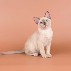 Burmese NOV Alan