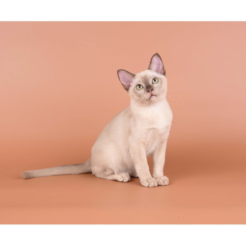 Burmese NOV Alan