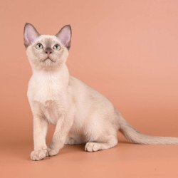 Burmese NOV Alan