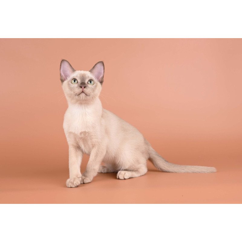Burmese NOV Alan