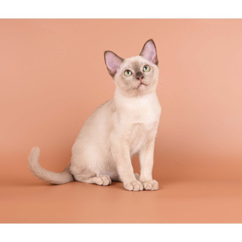 Burmese NOV Alan