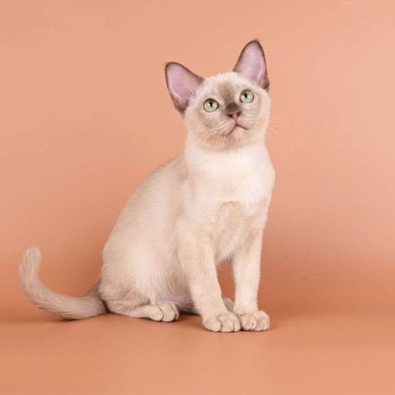 Burmese NOV Alan