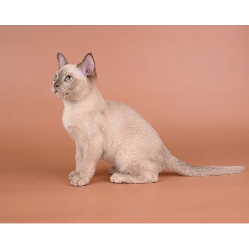 Burmese NOV Alan