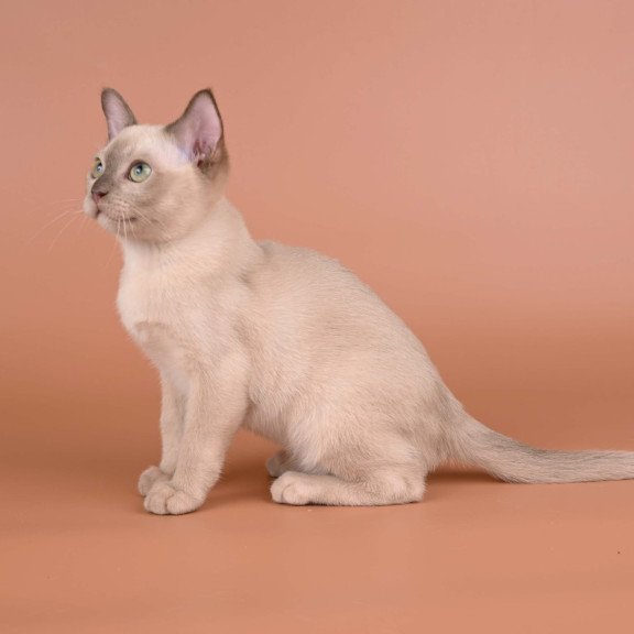 Burmese NOV Alan