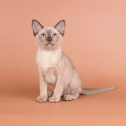 Burmese NOV Anola