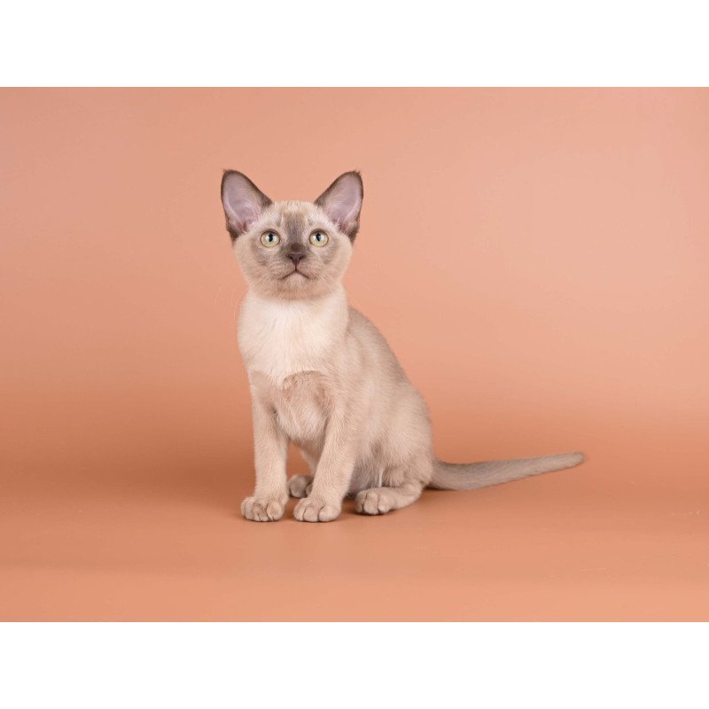 Burmese NOV Anola