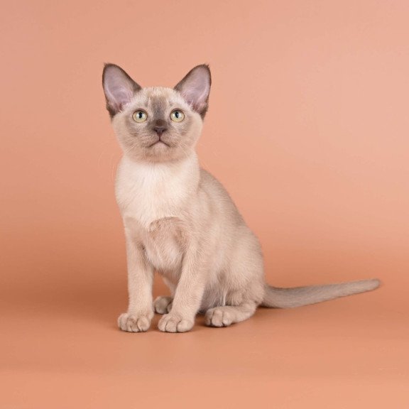 Burmese NOV Anola