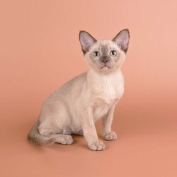 Burmese NOV Anola