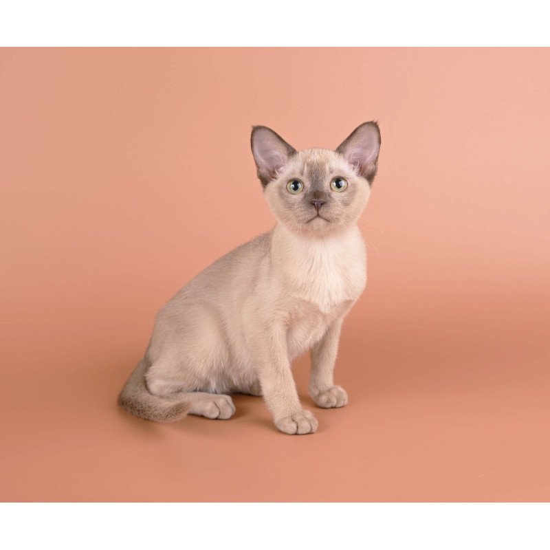 Burmese NOV Anola