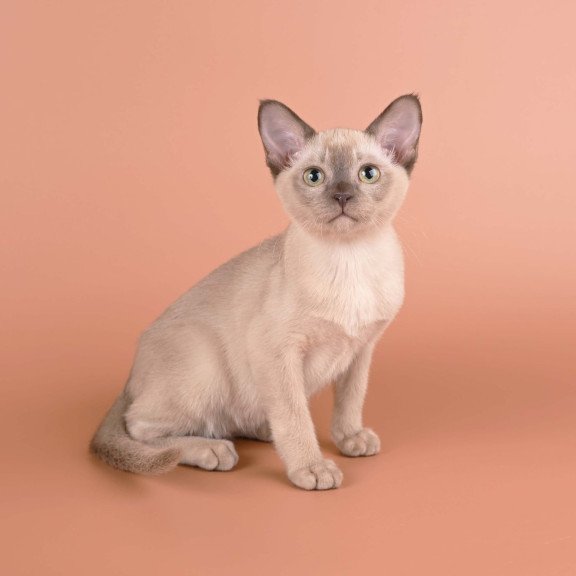 Burmese NOV Anola