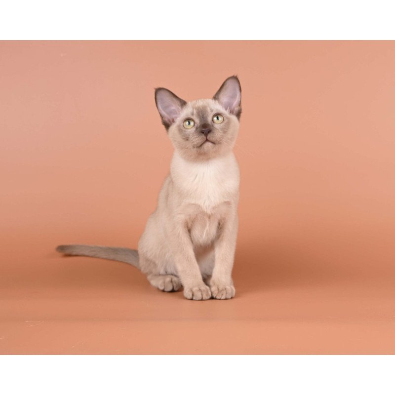 Burmese NOV Anola