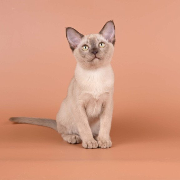 Burmese NOV Anola