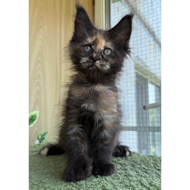 Maine Coon NOV Aquatory Polydactyl