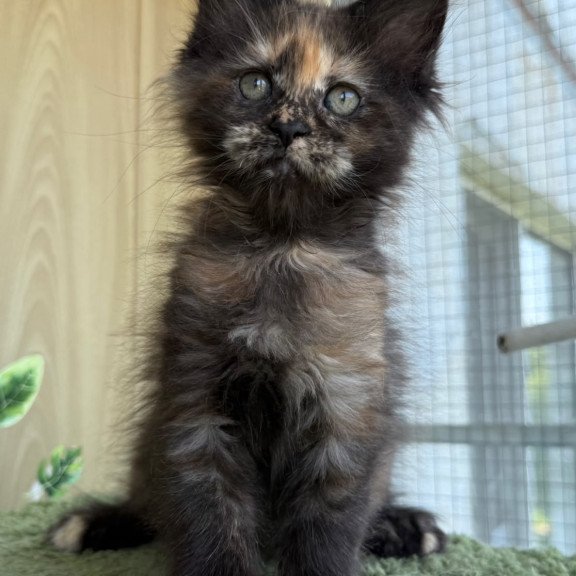 Maine Coon NOV Aquatory Polydactyl