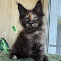 Maine Coon NOV Aquatory...
