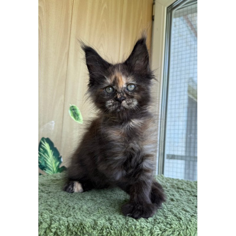 Maine Coon NOV Aquatory Polydactyl