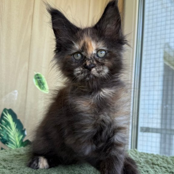 Maine Coon NOV Aquatory Polydactyl