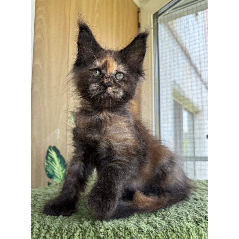 Maine Coon NOV Aquatory Polydactyl